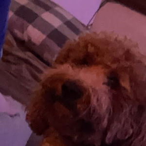 Meet your Posher, Jackson